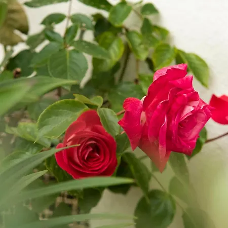 Growth House Порту