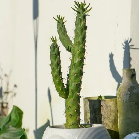 Growth House * Porto