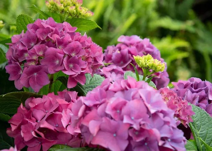 Bed & Breakfast Growth House *