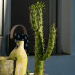 Bed & Breakfast Growth House *