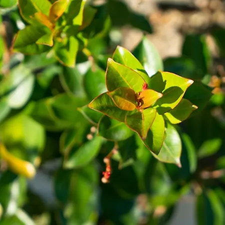 Growth House Couette-café