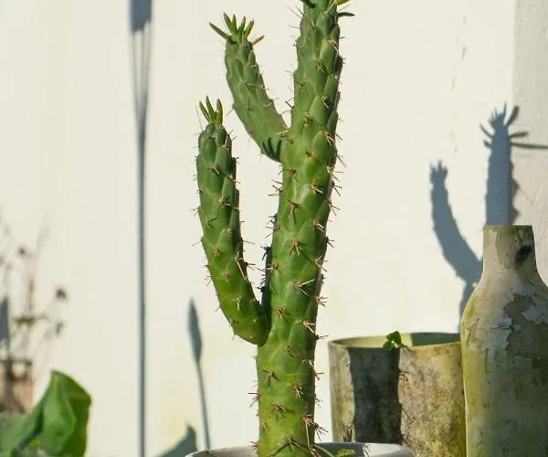 Growth House * פורטו