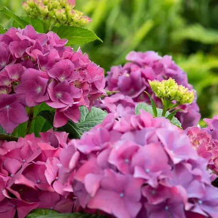 ベッド・アンド・ブレックファスト Growth House *